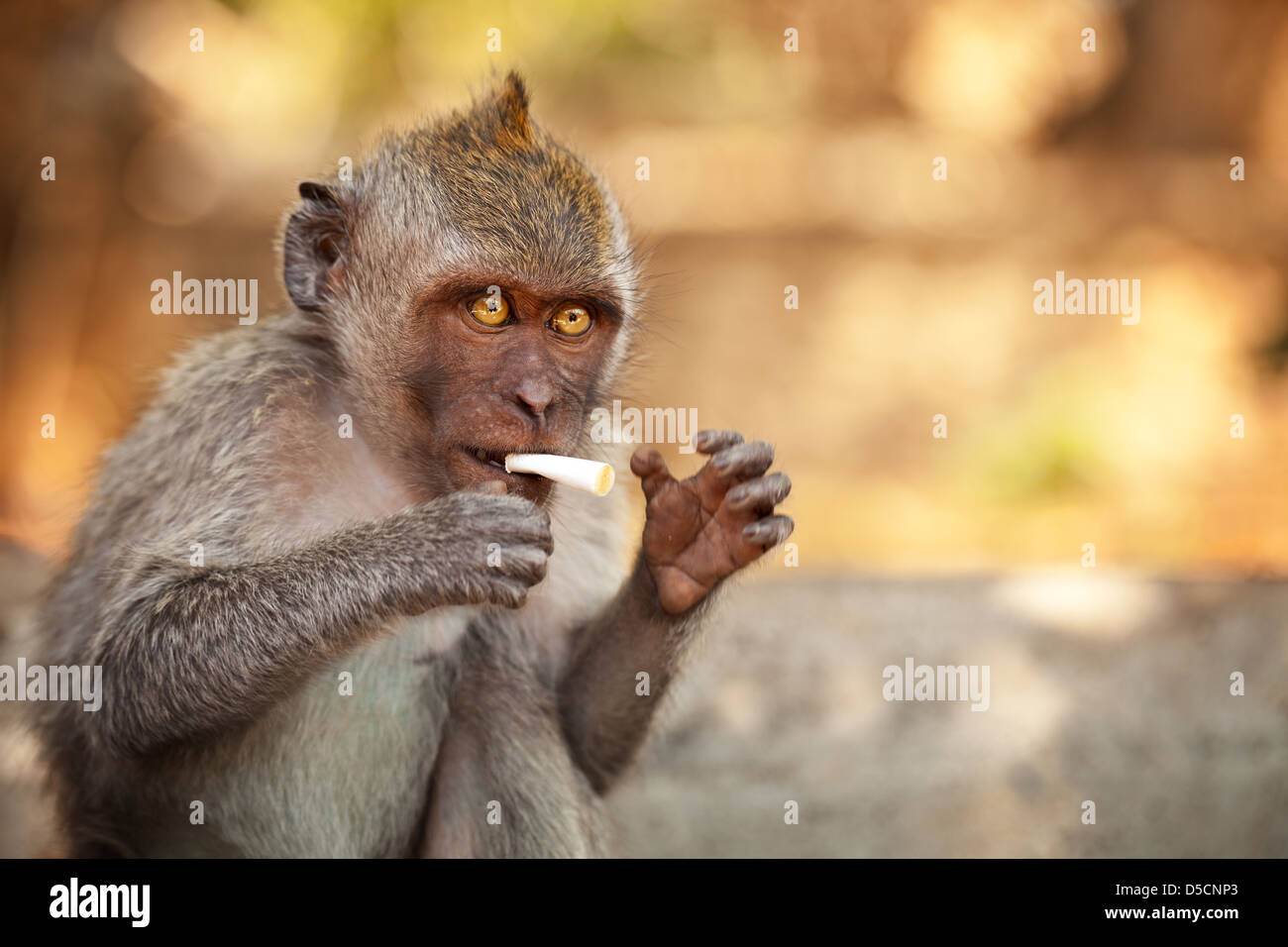 Junge wilde Affen mit einem Teil der Zigarette, Bali, Indonesien Stockfoto