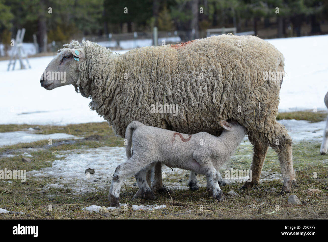 EWE Krankenpflege kleines Schaf auf einer Ranch im Wallowa Valley, Oregon. Stockfoto