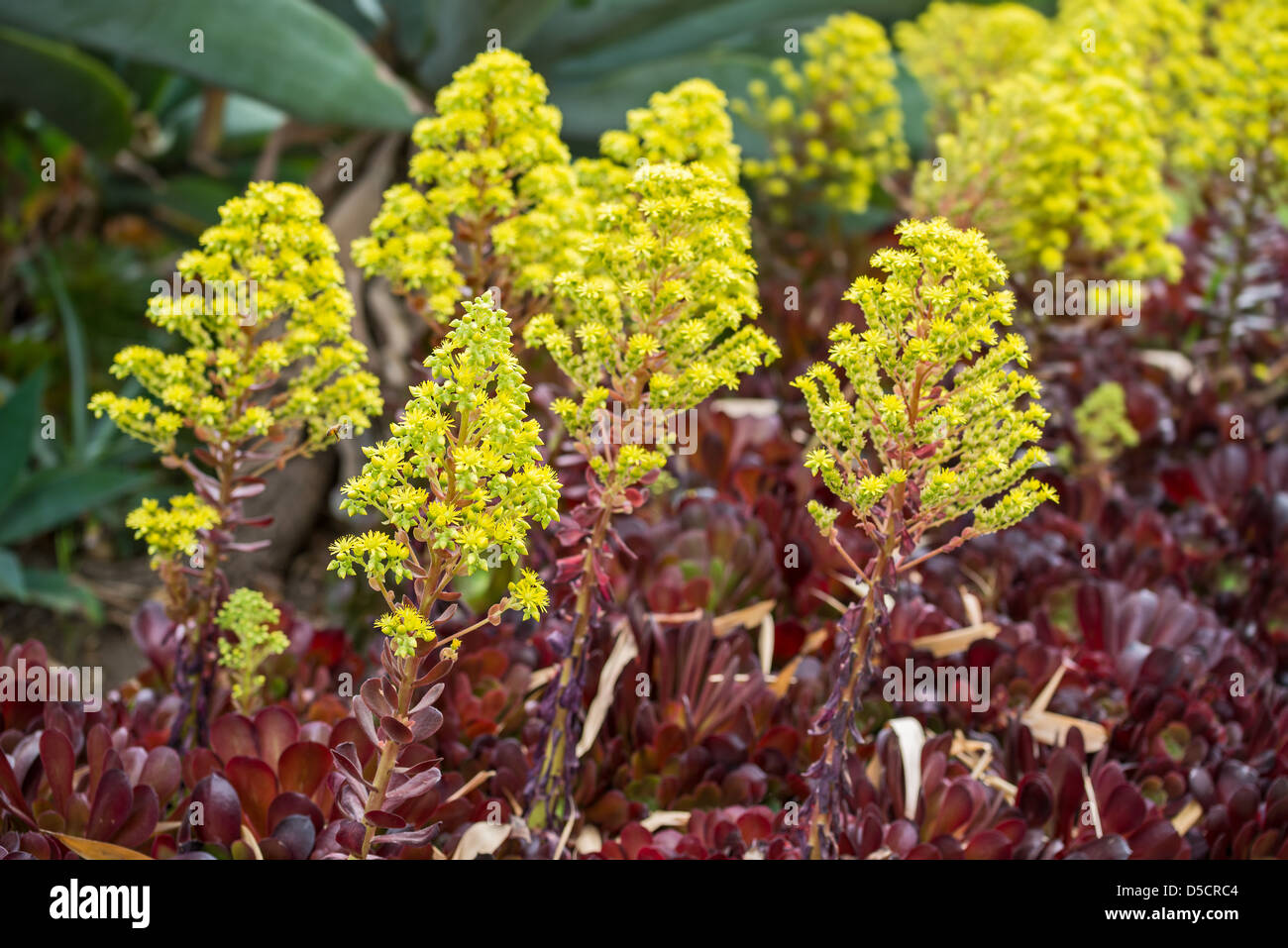 Schönen Frühlingsblumen in voller Blüte. Stockfoto