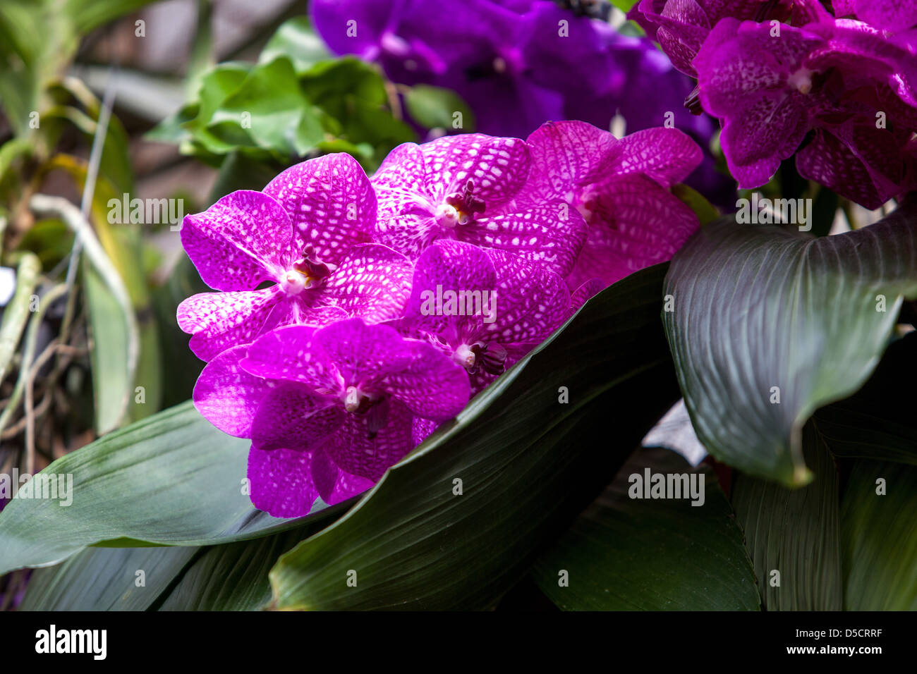 Phalaenopsis Orchidee Blumen blaue Blume hängend Stockfoto