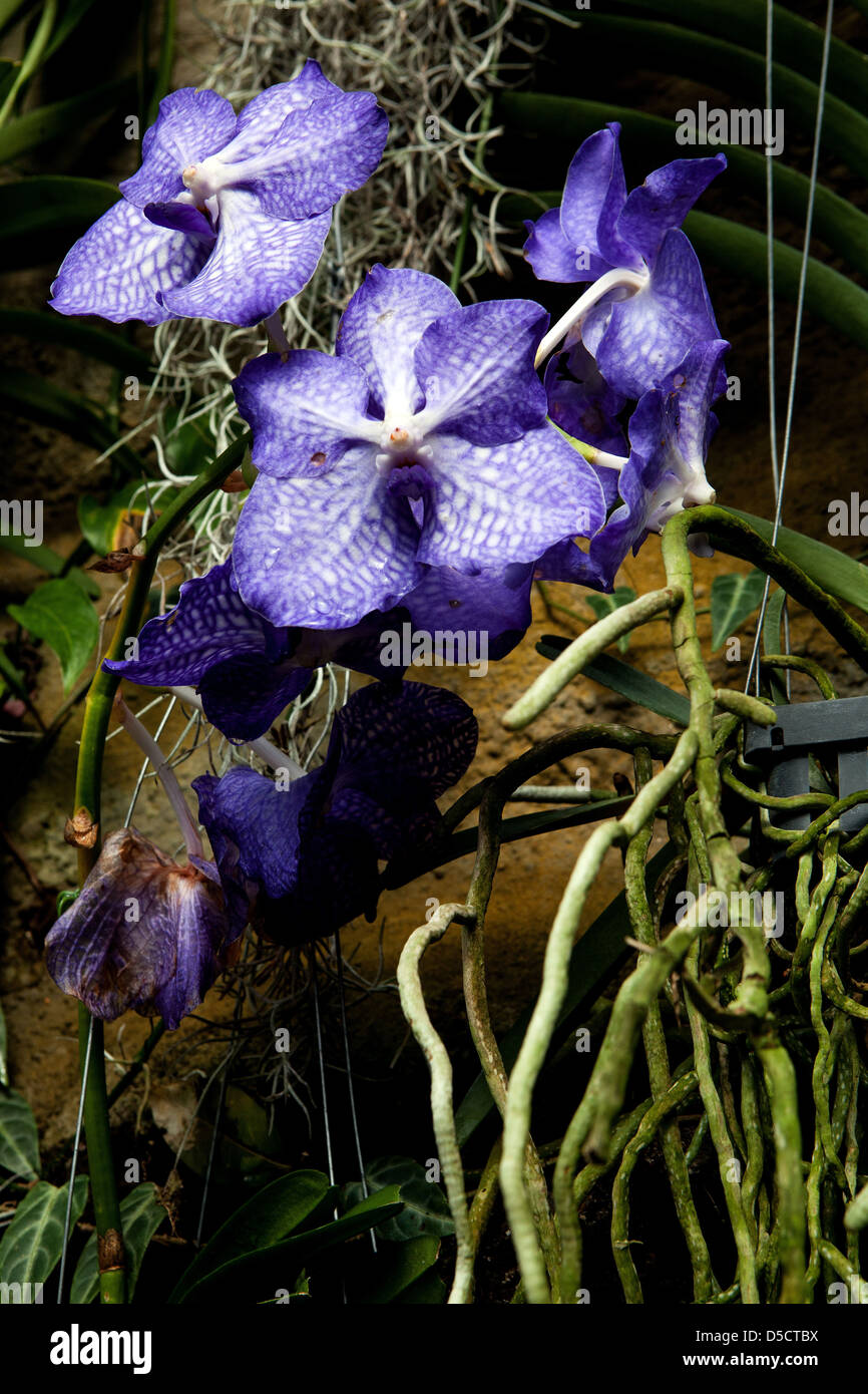 Phalaenopsis Orchideenblüten Mottenorchideen Wurzeln hängende Blütenpflanze mit Wurzeln Stockfoto