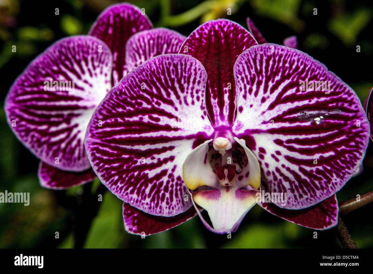 Phalaenopsis Orchideen hautnah Stockfoto