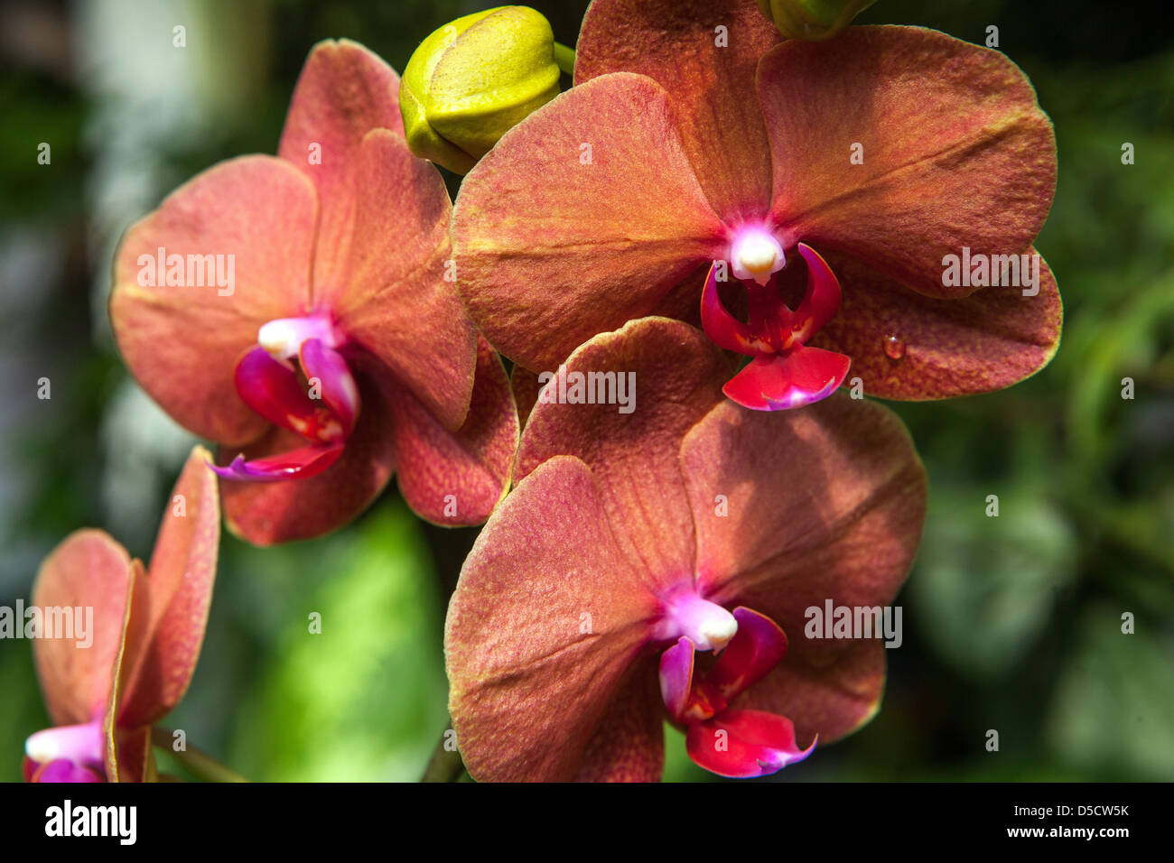 Phalaenopsis Orchideen Blüten, Blütenblätter, Blüte Stockfoto