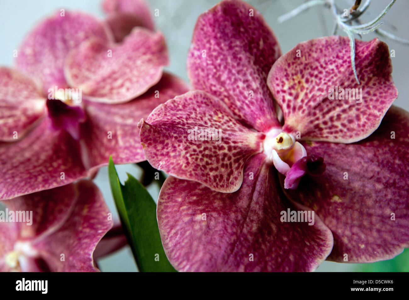 Phalaenopsis Orchideen Blüten, Blütenblätter, Blüte Stockfoto