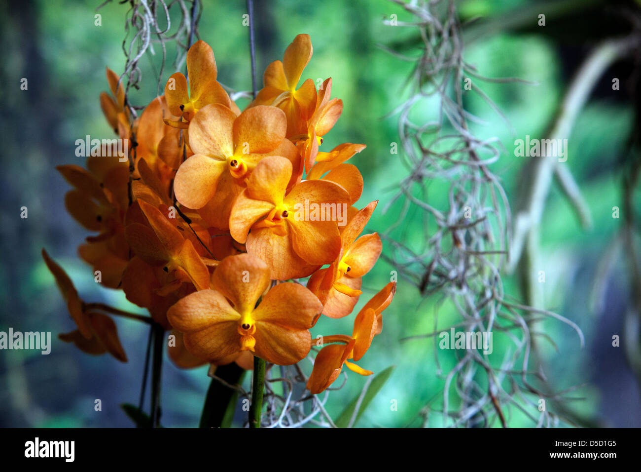 Orchidee blüht, Blütenblätter, Blüte Stockfoto