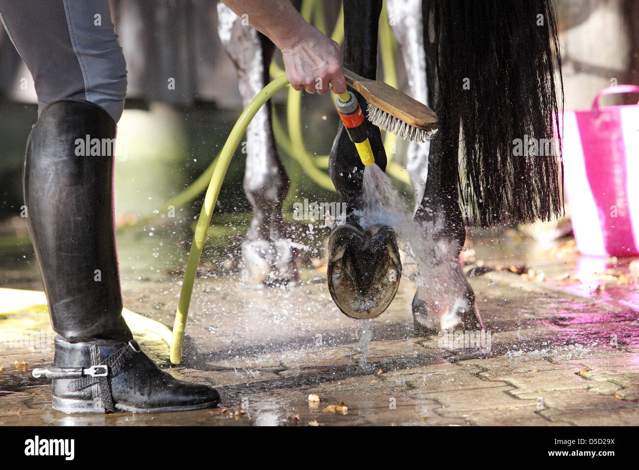 Berlin, Deutschland, einem Pferdehuf wird mit Wasser gereinigt. Stockfoto