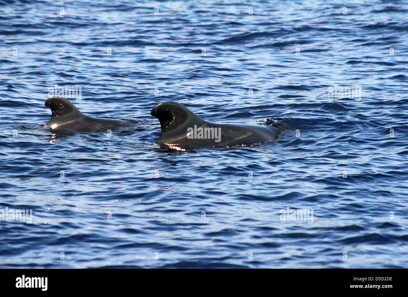 Los Cristianos, Spanien, Finnland zwei Schweinswale sehen, aus dem Wasser Stockfoto