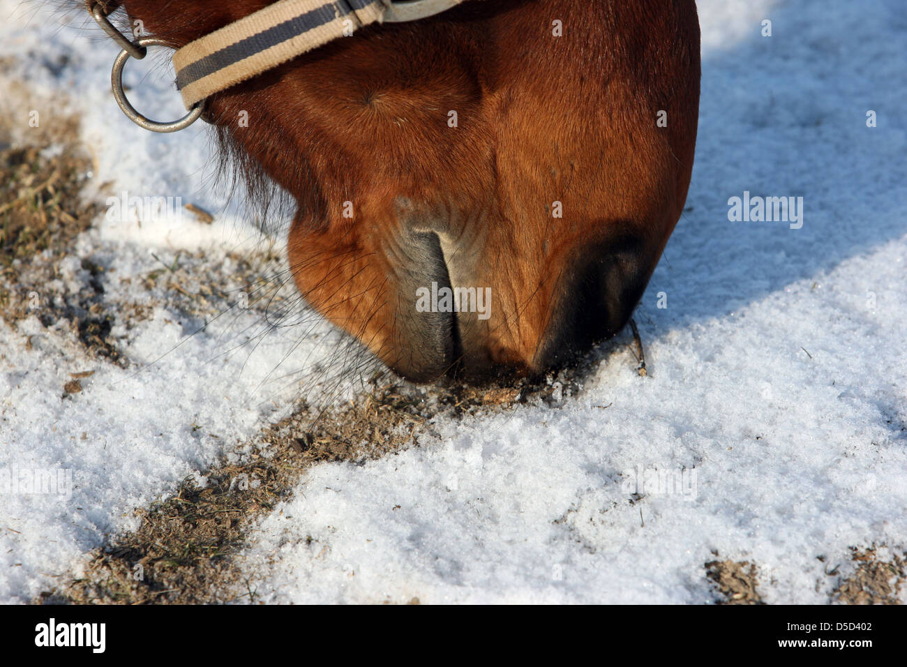 Koenigs Wusterhausen, Deutschland, Detail, Pferd auf der Suche nach Nahrung im Schnee Stockfoto