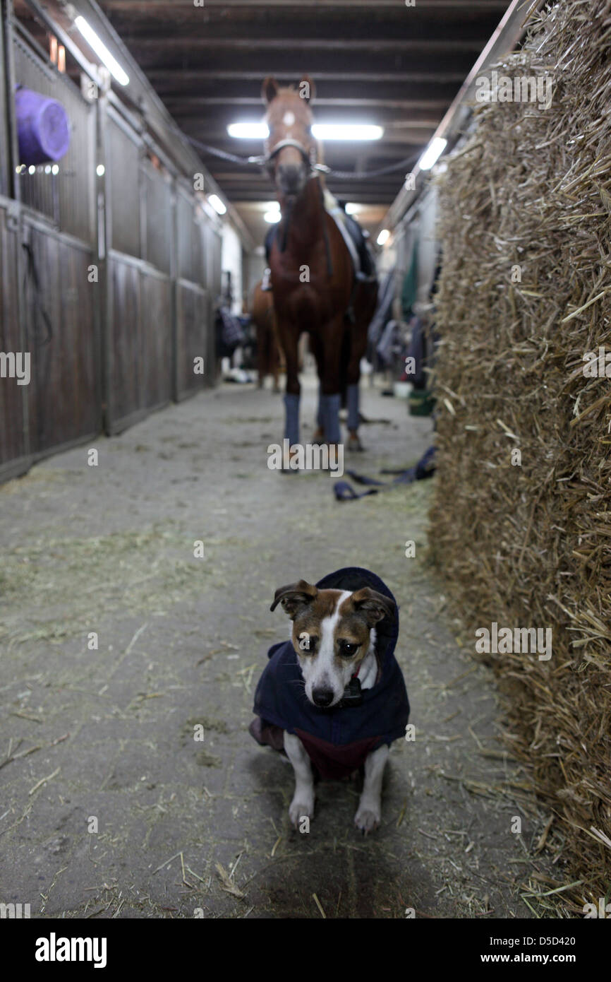 Berlin, Deutschland, Pferd und Hund in der Scheune Gang ein Pferdestall Stockfoto