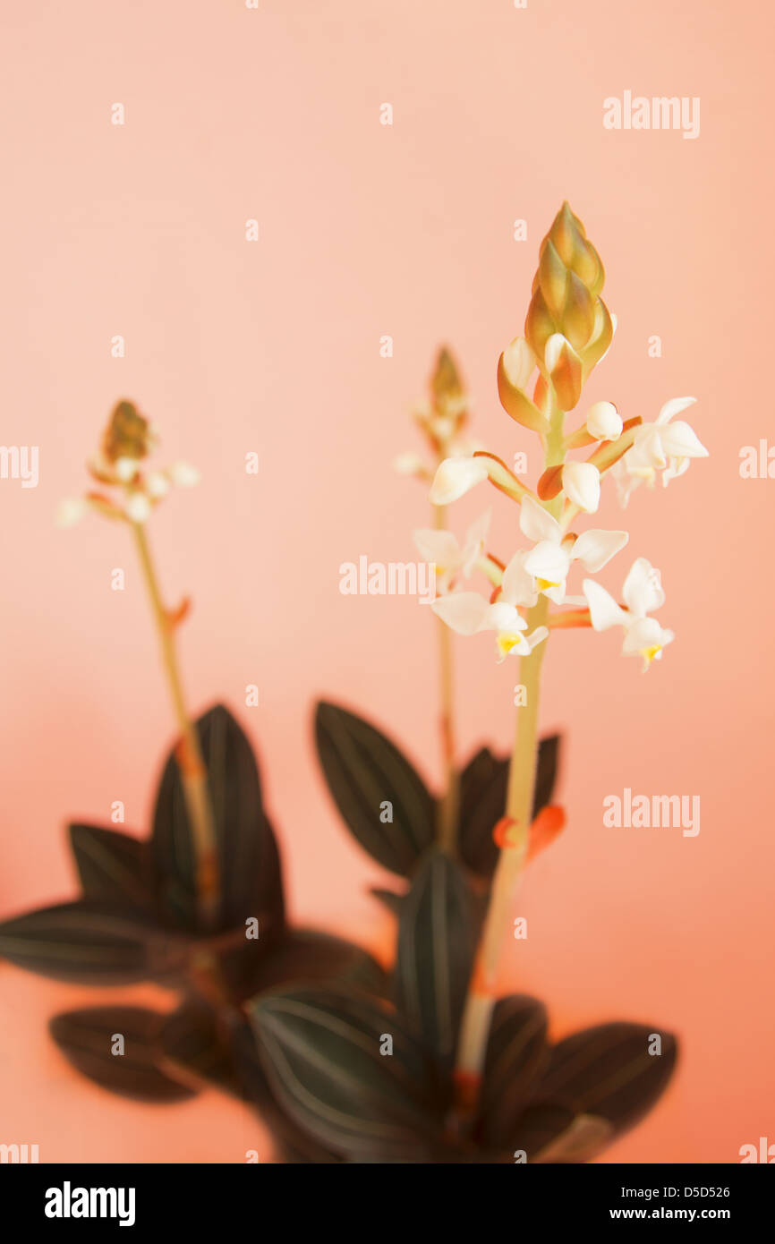 Blume des Ludisia Orchidee auf rotem Hintergrund, selektiven Fokus Stockfoto