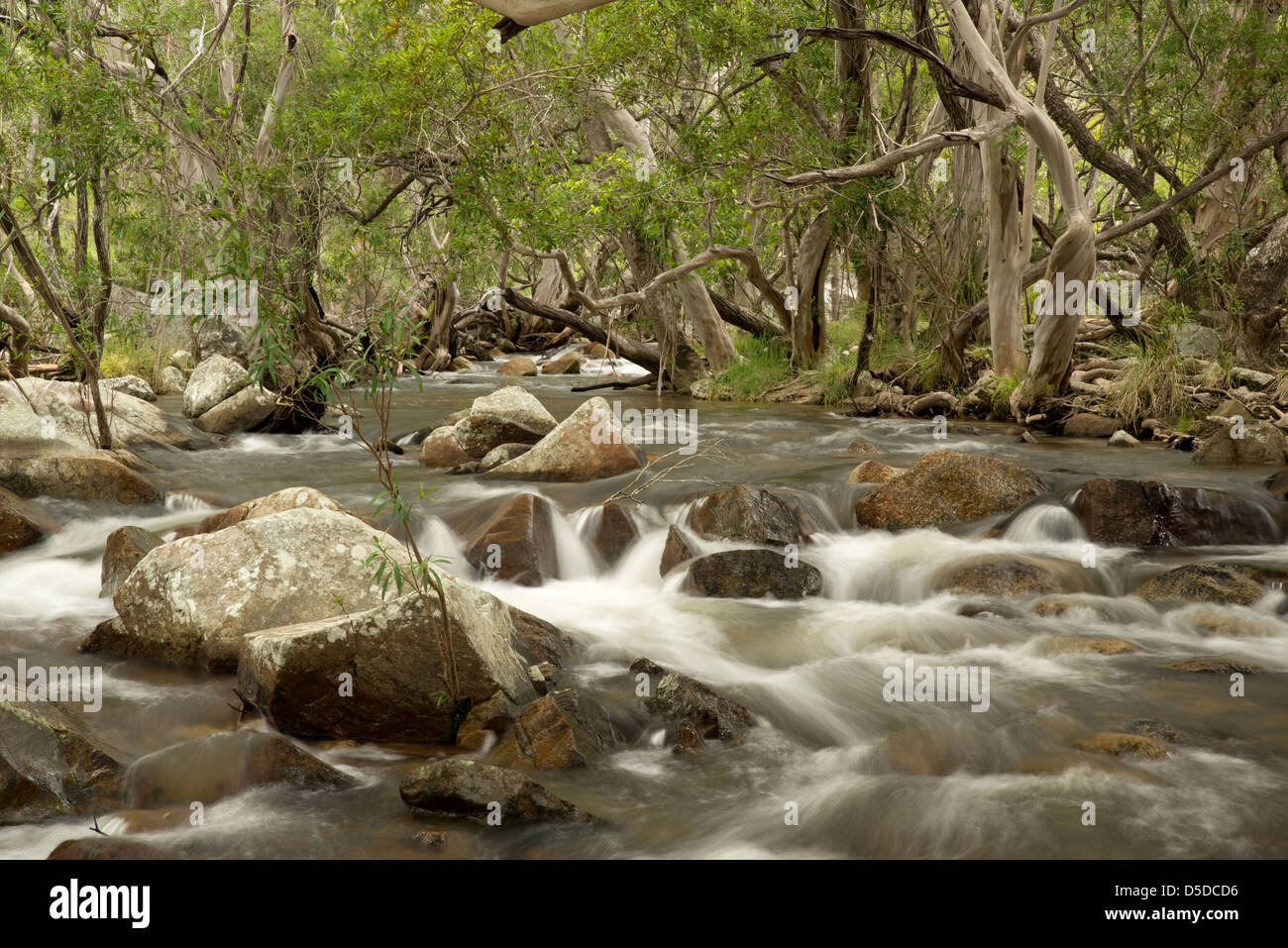 Wandern entlang der Emerald Creek in der Nähe von Mareeba, Queensland Australien Stockfoto