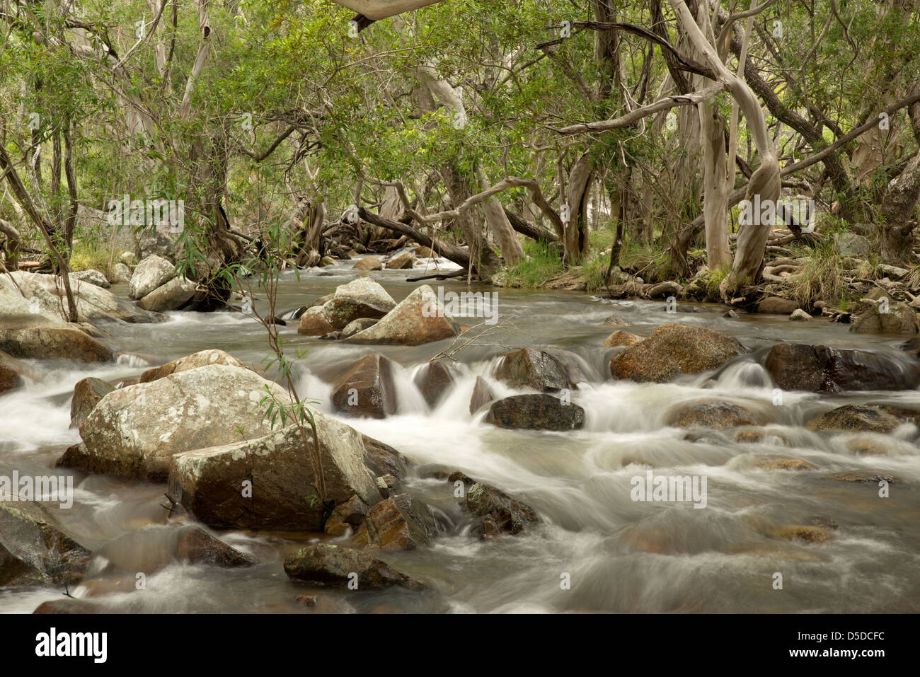 Wandern entlang der Emerald Creek in der Nähe von Mareeba, Queensland Australien Stockfoto