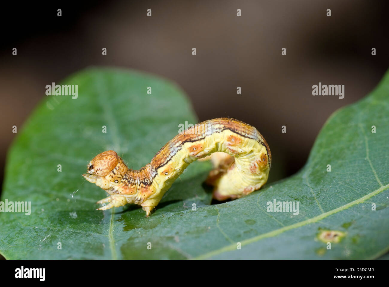 kleine gelbe Raupe auf grüne Blatt sitzen Stockfoto