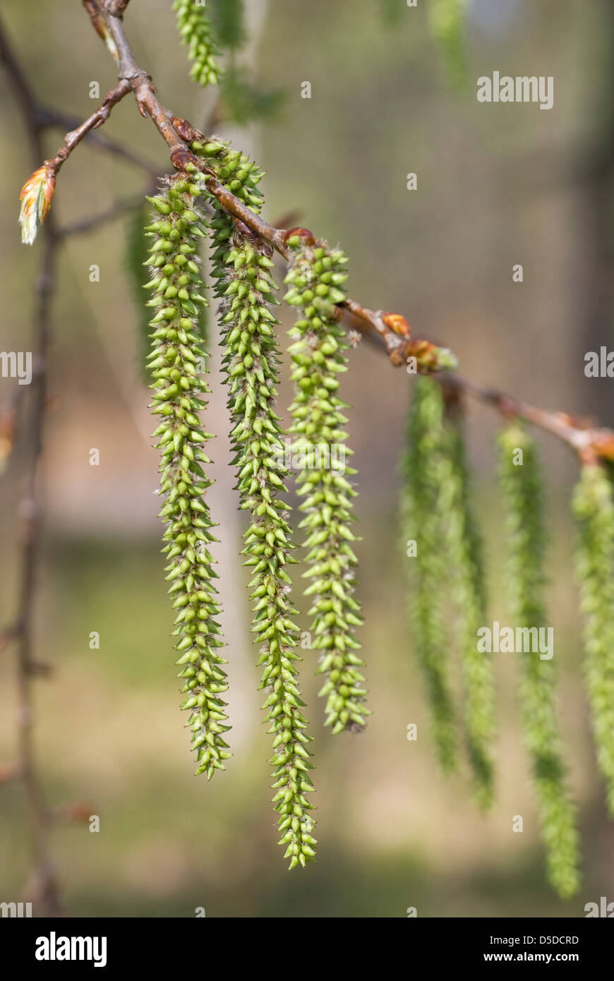 Nahaufnahme der Kätzchen auf einem Baum im Frühling Stockfoto