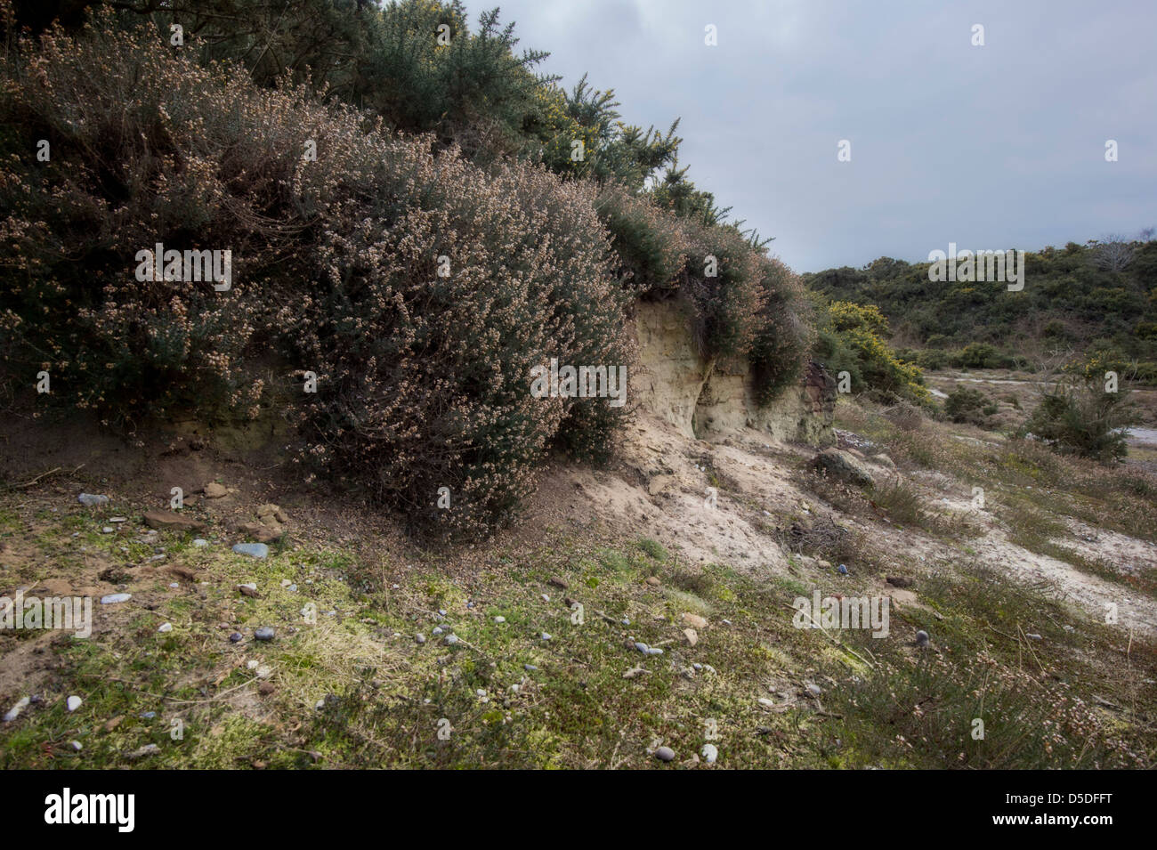 Heather de-Zahlungsarten auf Westleton Heide Suffolk. Stockfoto