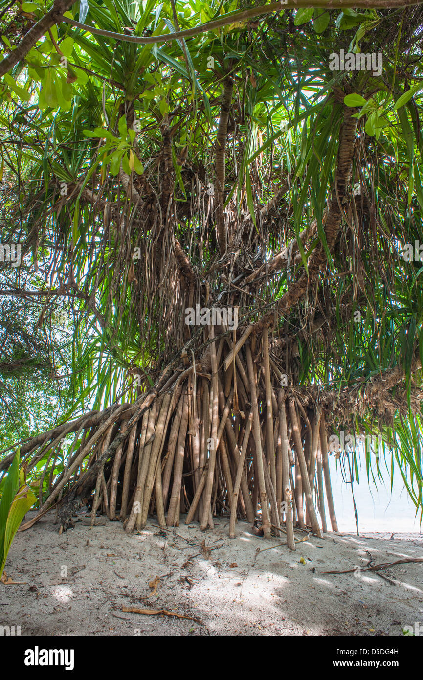Pandanus Fascicularis auf maledivischen Insel Stockfoto