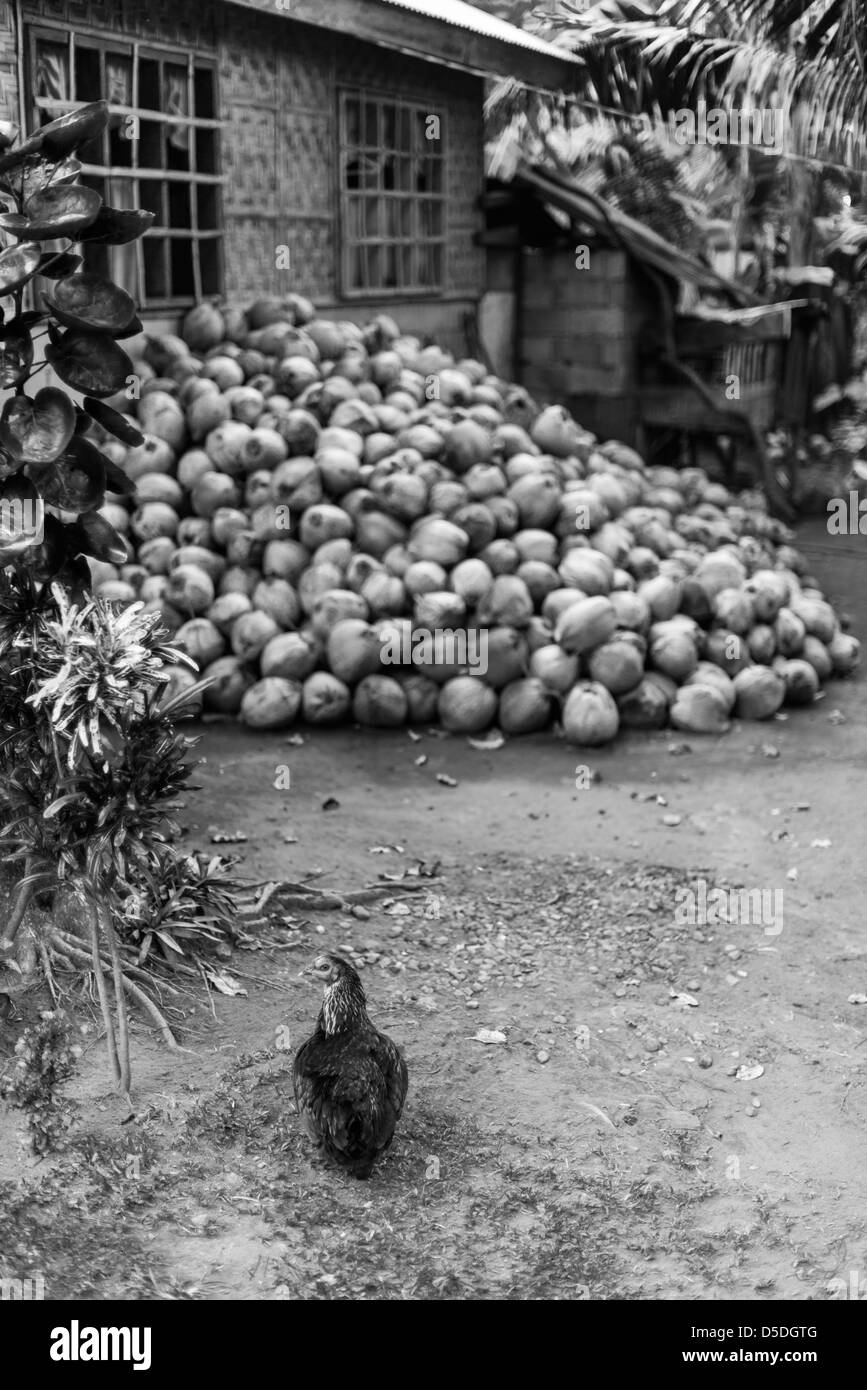 Huhn, zu Fuß in Richtung einen Haufen alter Kokosnüsse an der Seite eines Hauses gestapelt Stockfoto