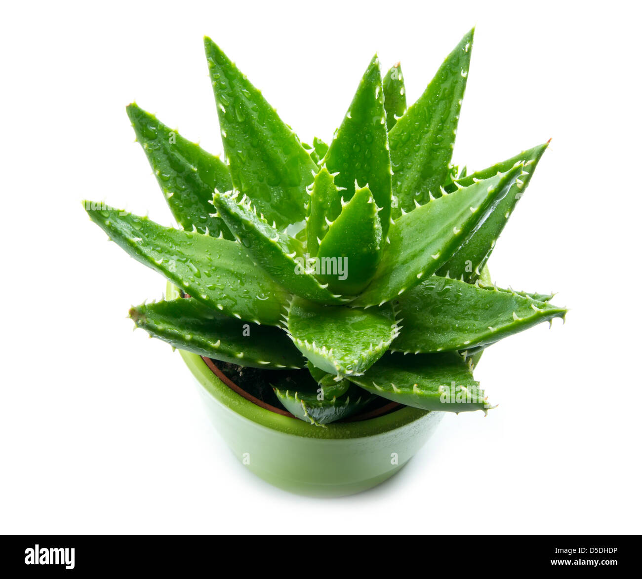 Aloe Vera mit Wasser Tropfen isolierten auf weißen Hintergrund Stockfoto
