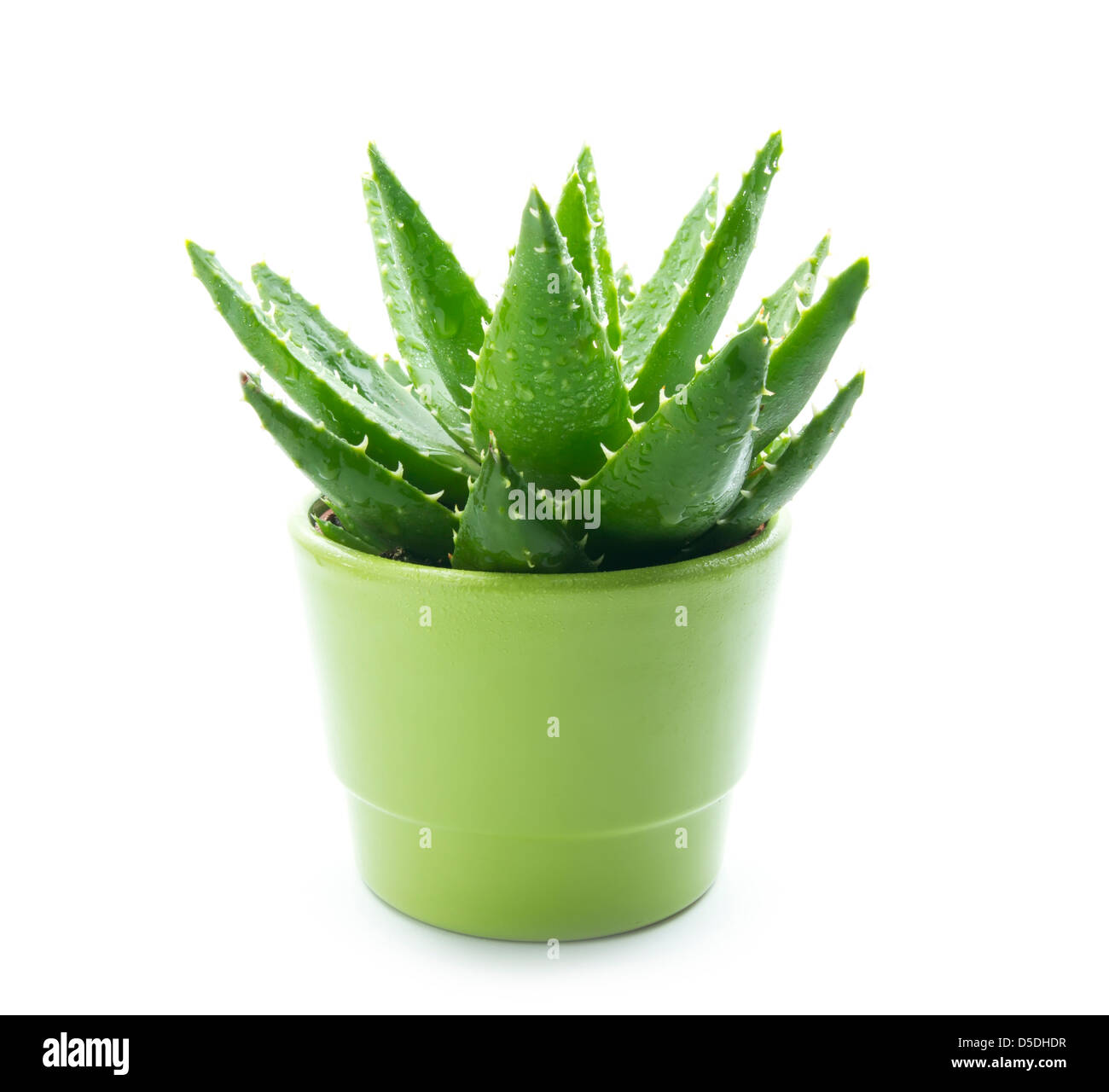 Aloe Vera mit Wasser Tropfen isolierten auf weißen Hintergrund Stockfoto