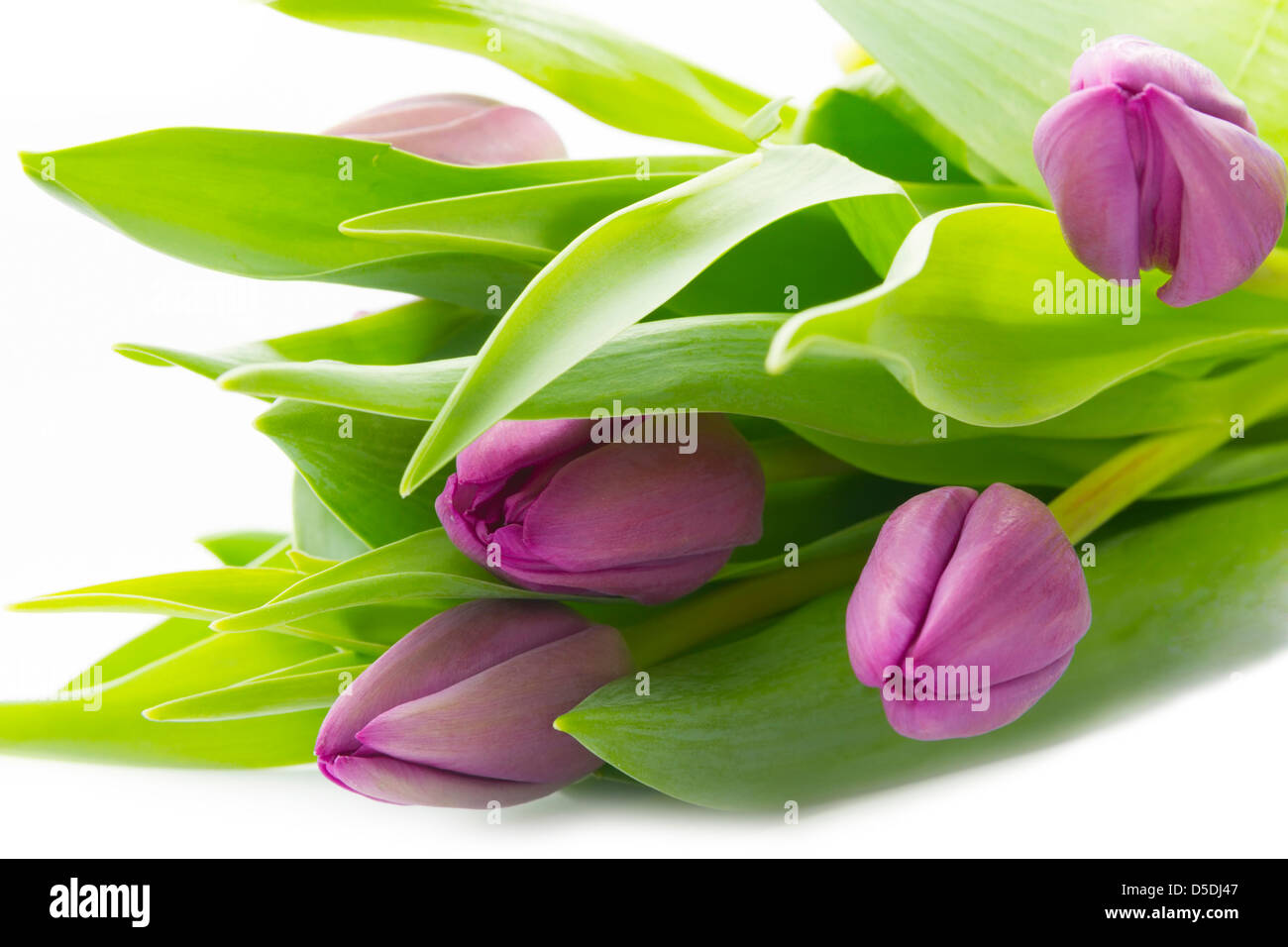 Reihe von violette Tulpen isoliert auf weißem Hintergrund Stockfoto
