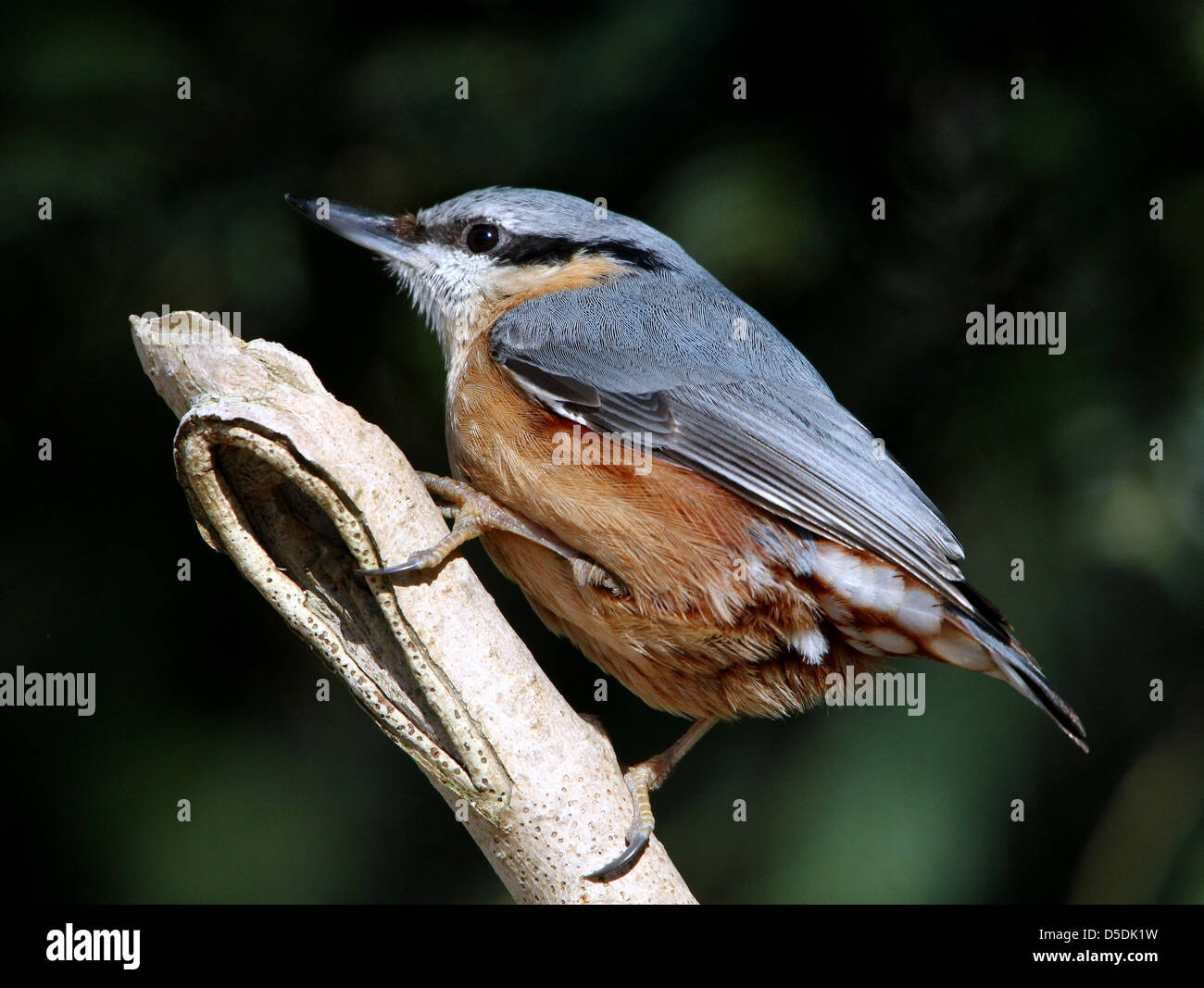 Cose-Up von einem spunky europäischer Kleiber (Sitta Europaea), von hinten gesehen Stockfoto