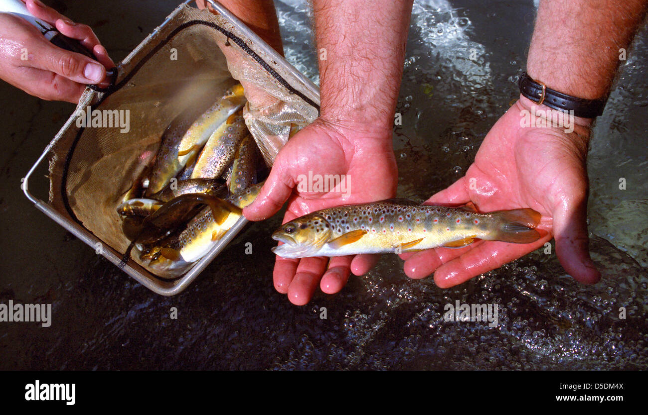 Umweltagentur Mitarbeiter überwachen Bachforelle in einem Devon-Fluss. Stockfoto