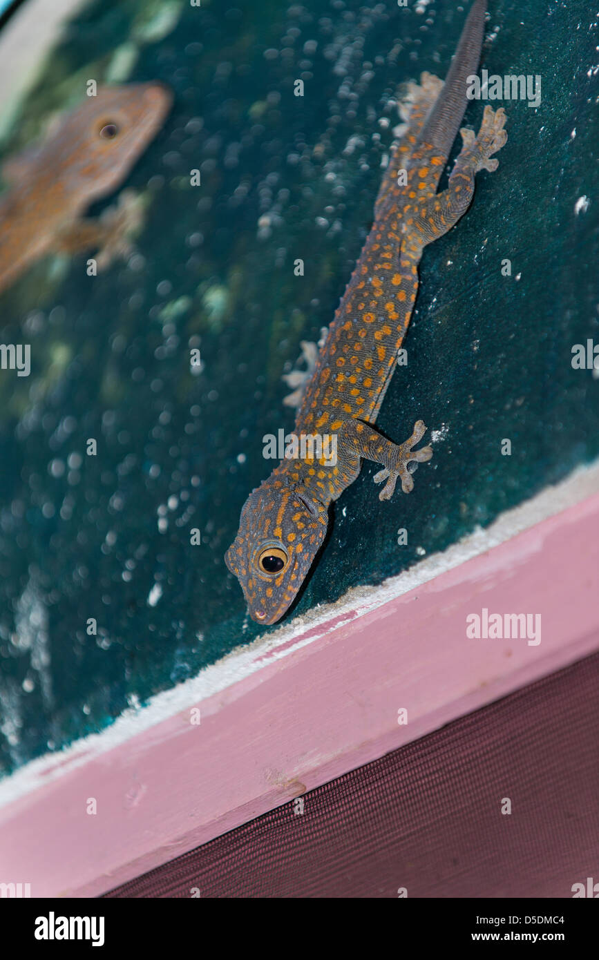 Tokay Geckos auf einer Mauer sitzend Stockfoto