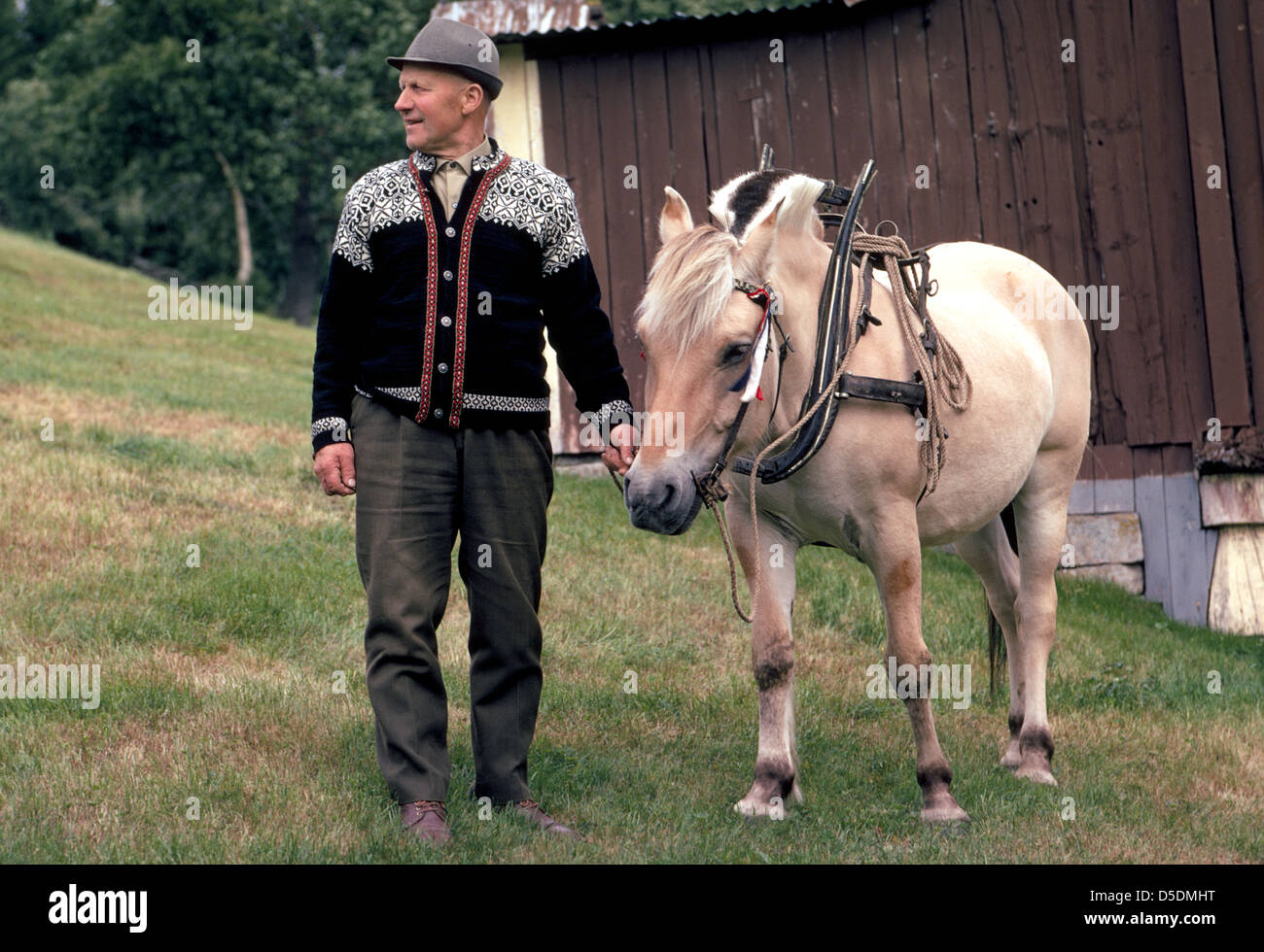 Ein Landwirt in einem nordischen wollene Pullover führt ein Dun-farbigen norwegischer Fjord-Pferd, das auf seinem hügeligen Hof in Geiranger, Norwegen, Skandinavien funktioniert. Stockfoto