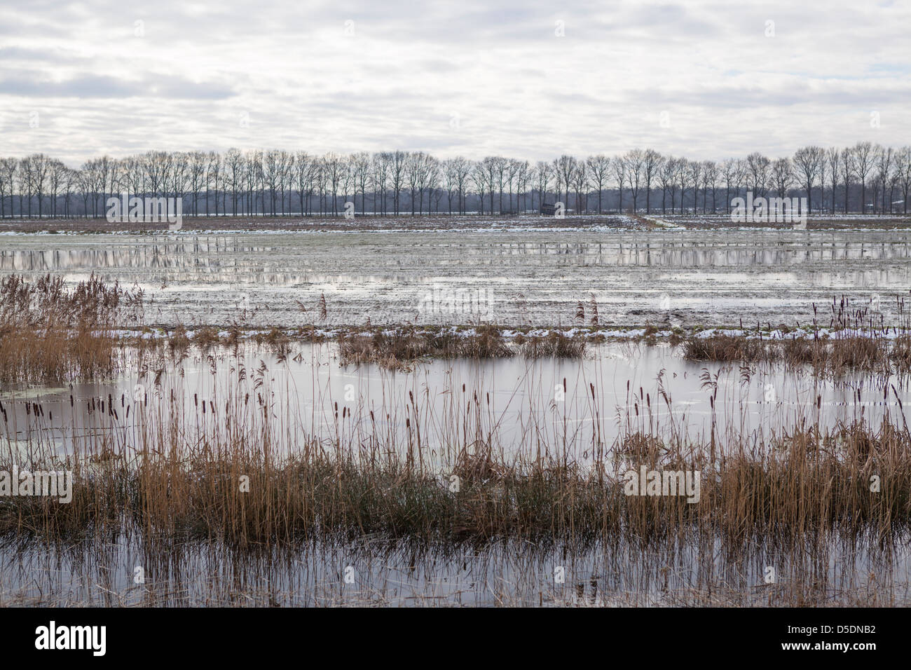 Überschwemmte Wiese in den Niederlanden Stockfoto