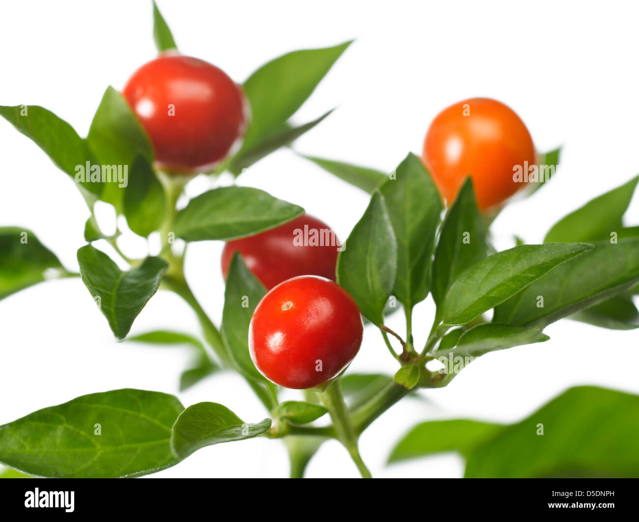 Red cherry Pflanze mit Blättern Stockfoto