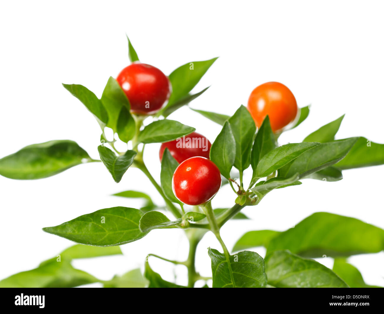 Red cherry Pflanze mit Blättern Stockfoto