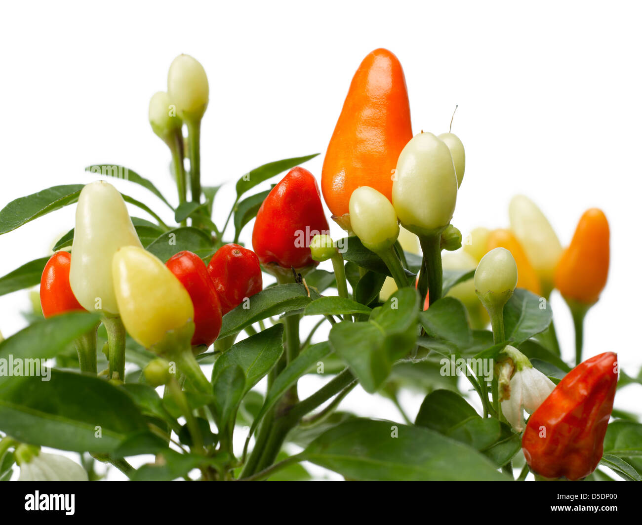 dekorative rote Paprika Pflanze mit Blättern Stockfoto