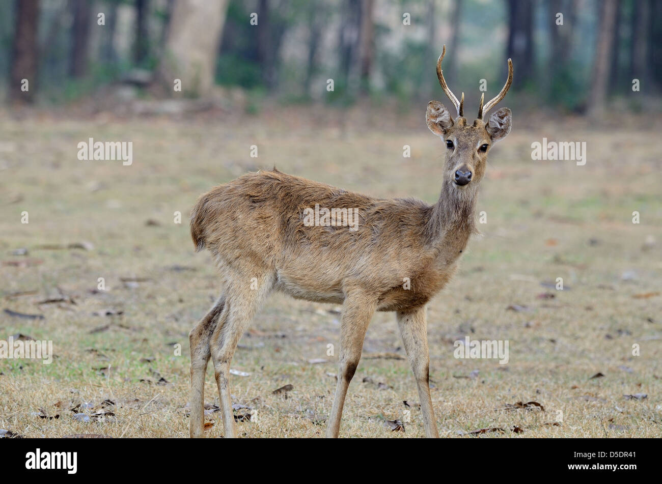 schöne männliche Eld Deer (Cervus Eldii) im Huay Kha Khaeng Wildlife Sanctuary, Thaland Stockfoto