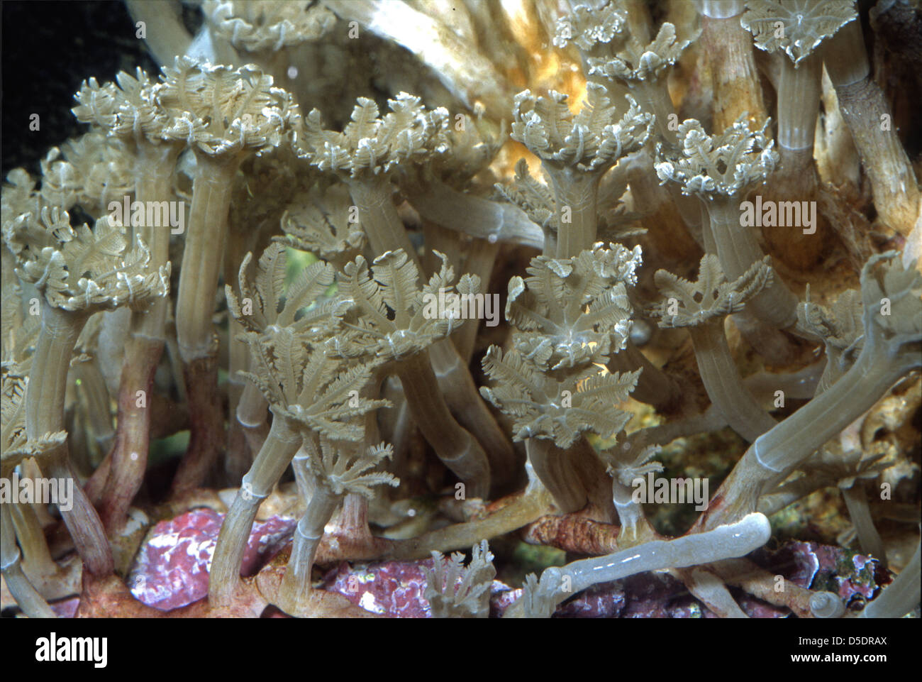 Organ Pipe Coral Tubipora Musica, Tubiporidae, Alcyonacea Stockfoto