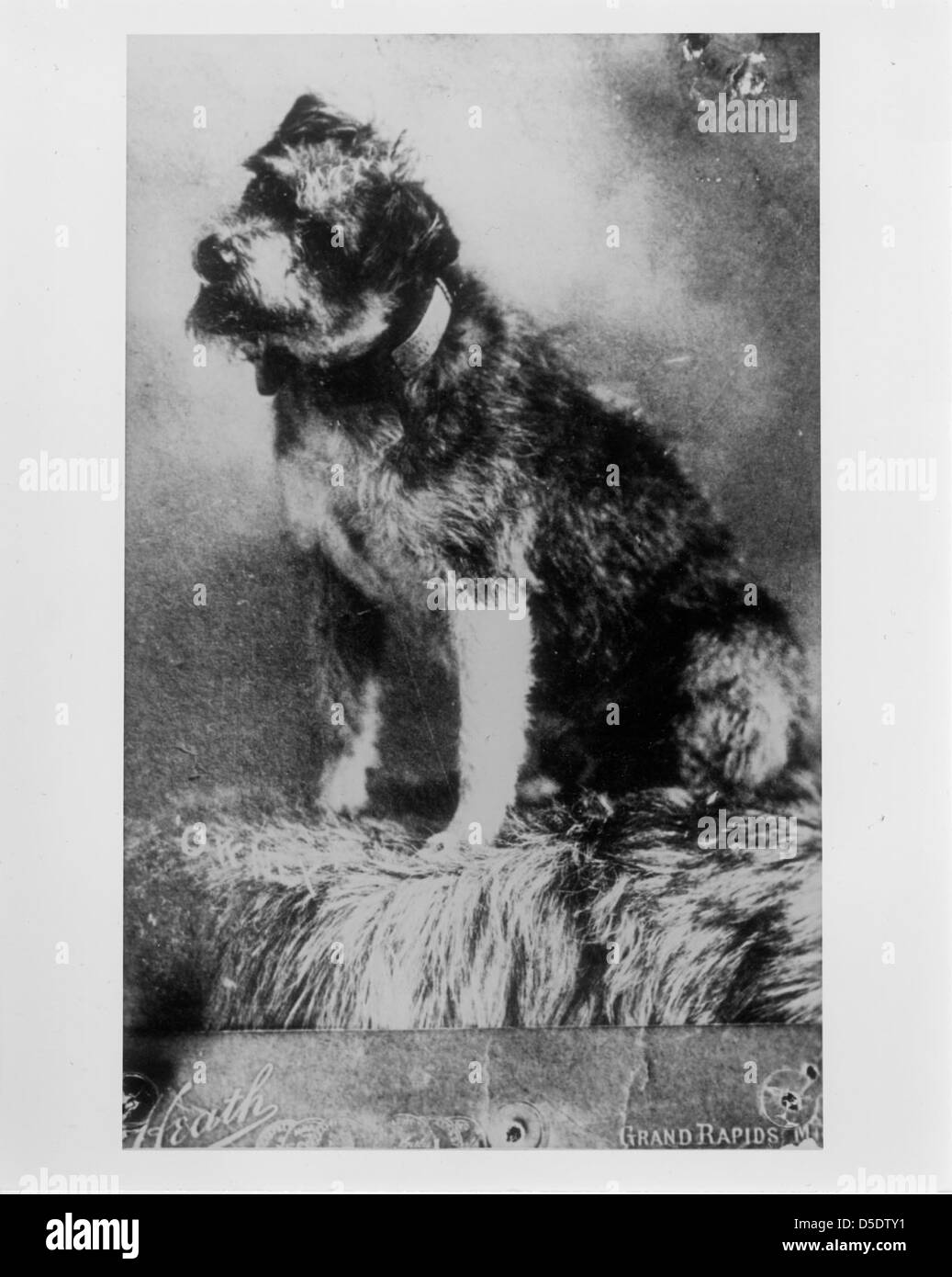 Owney, ein berühmter Posthund, ist in diesem Bild dargestellt. Der Mutt wurde zum Maskottchen für den U.S. Postal Service, nachdem er auf zahlreichen Postwegen unterwegs war und die Verbindung zwischen Tieren und dem Postsystem symbolisierte. Stockfoto