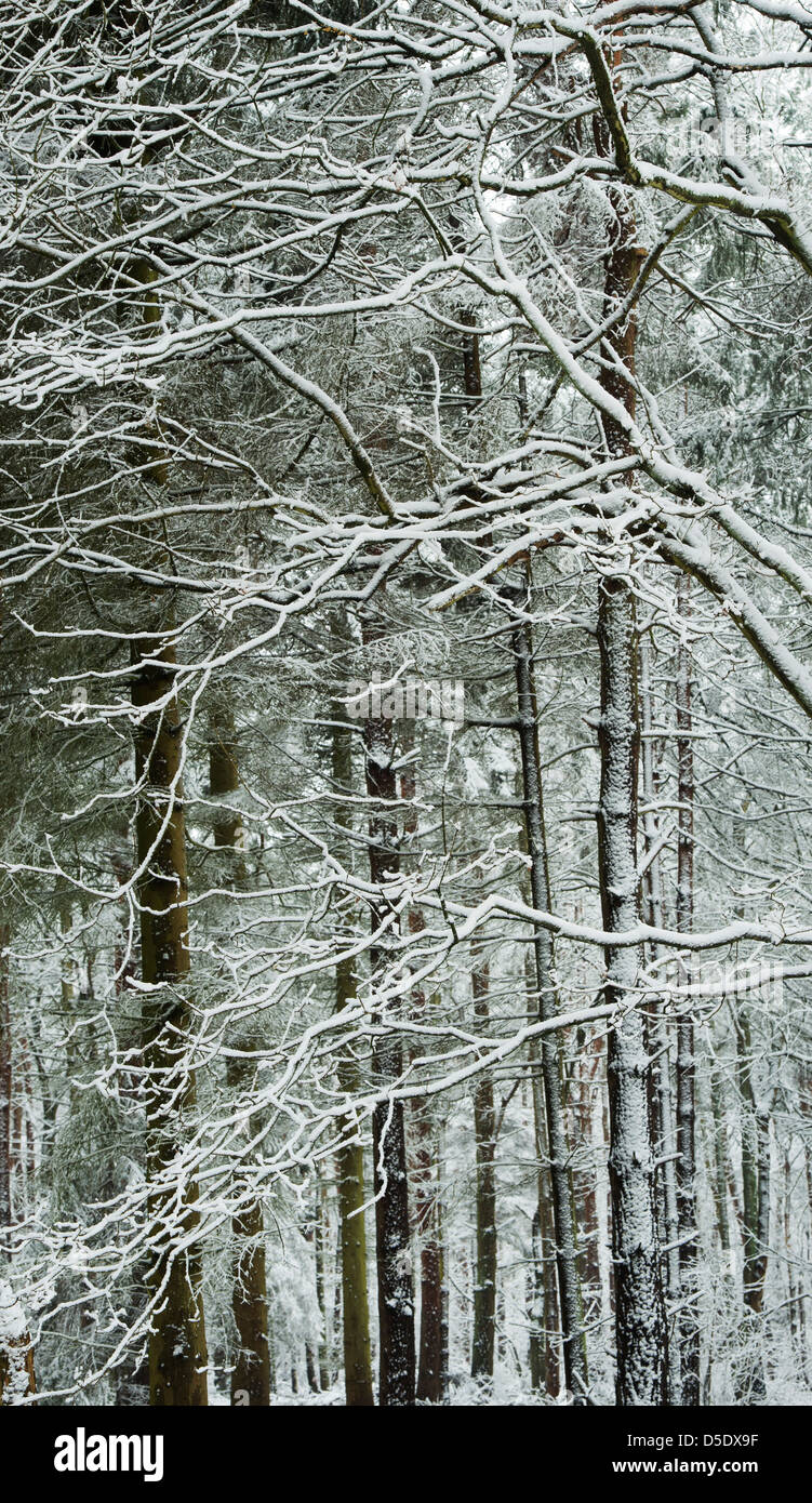 Winter Schnee bedeckten Bäume. Oakley Wald, Warwickshire, England Stockfoto