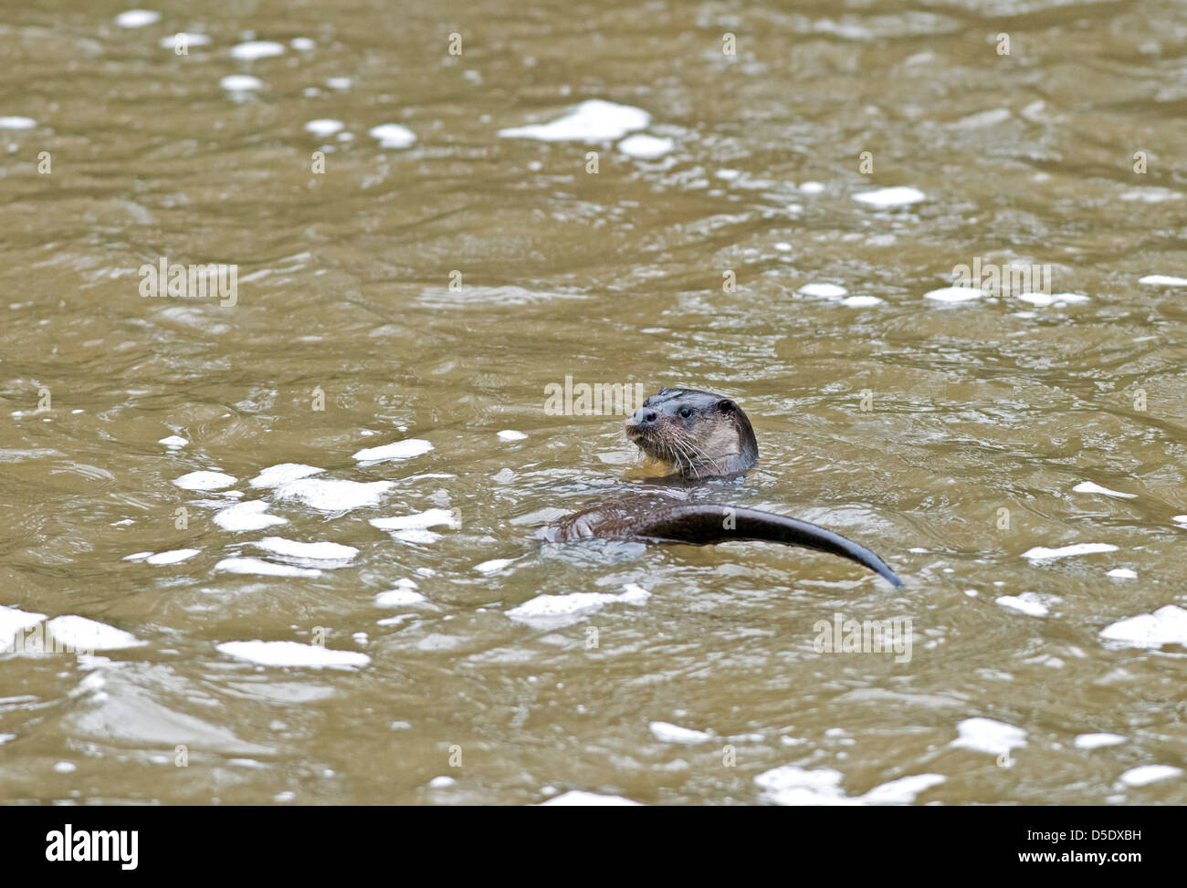 Otter, Lutra Lutra. Winter. UK Stockfoto