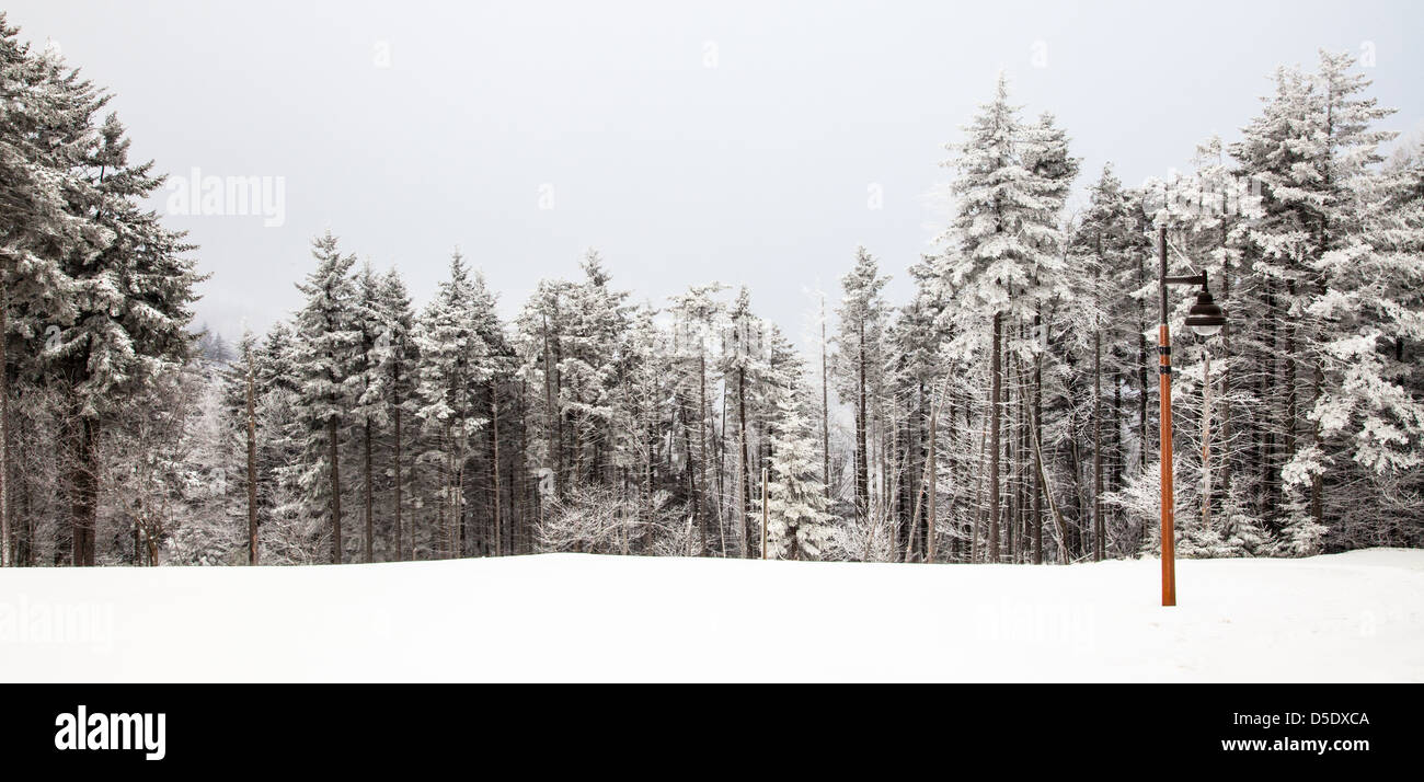 Ein Licht pole sitzt allein als das einzige künstliche Objekt umgeben von Neuschnee und Evergreens. Schneeschuh, WV Stockfoto