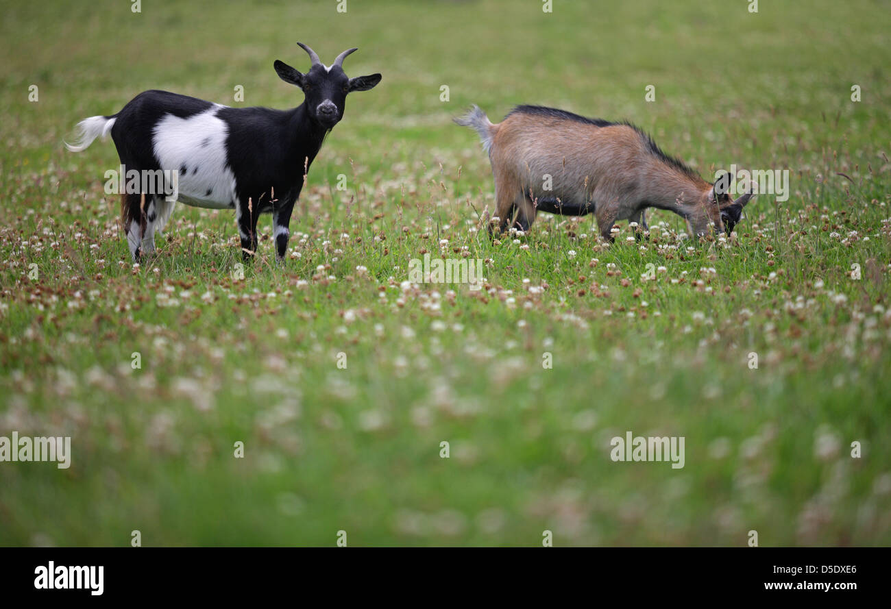 Ziehen Sie auf das Land und halten Ziegen, ein beliebtes Kleinviehhalter Bauernhof Tier für Milch und Fleisch aufgezogen. Forest of Dean, Gloucestershire. VEREINIGTES KÖNIGREICH. Stockfoto