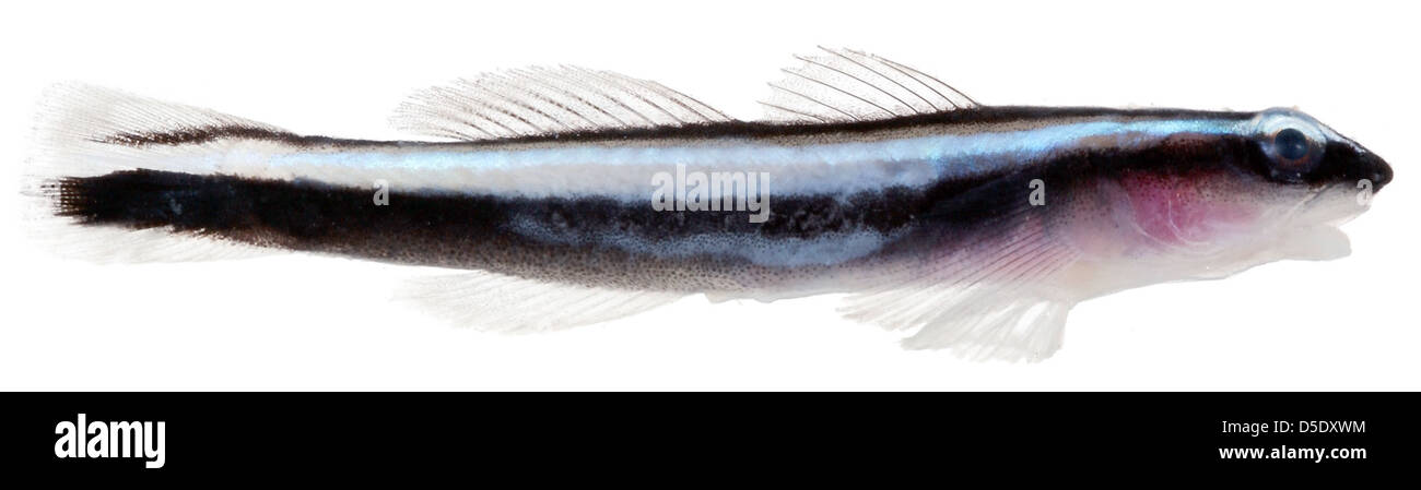 Elacatinus Oceanops, Erwachsene (Neon Grundel) Stockfoto