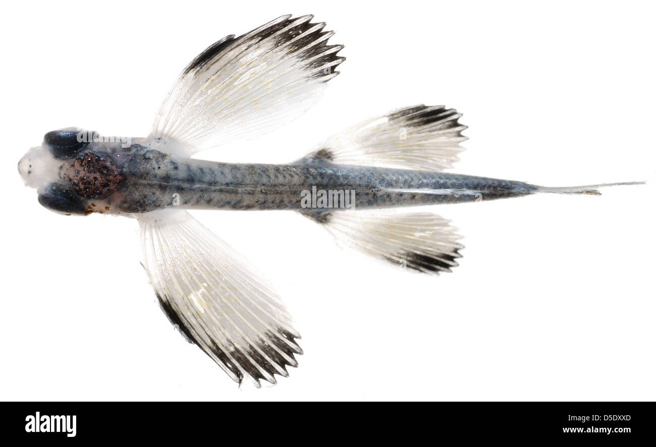 Hirundichthys, Juvenile (fliegende Fische) Stockfoto