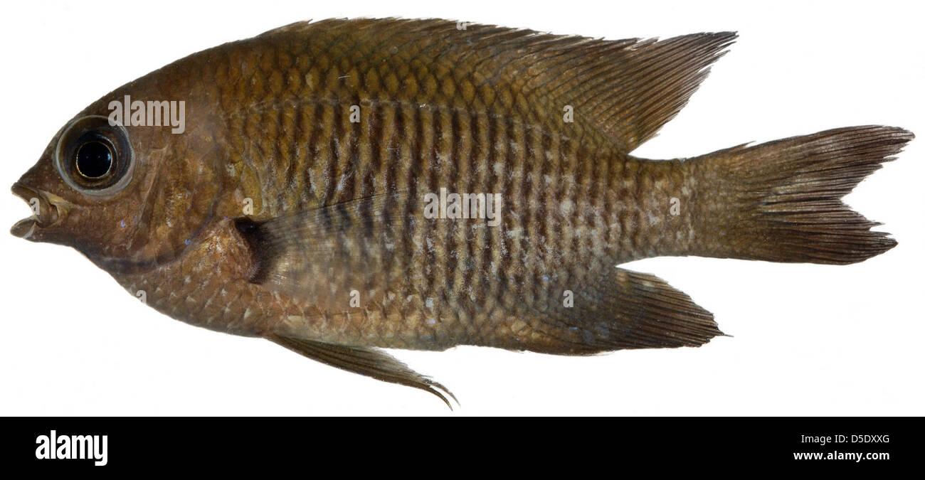 In diesem Bild ist der ausgewachsene Langflossen-Damselfisch (Stegastes diencaeus) zu sehen, der seine charakteristischen langen Flossen und seine helle Färbung betont. Diese Art ist Teil der Korallenriffökosysteme, die vom Smithsonian untersucht wurden. Stockfoto