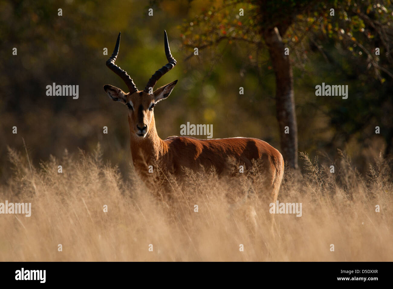 Ein männlicher Impala steht in einem Feld des Grases (Aepyceros Melampus) Stockfoto