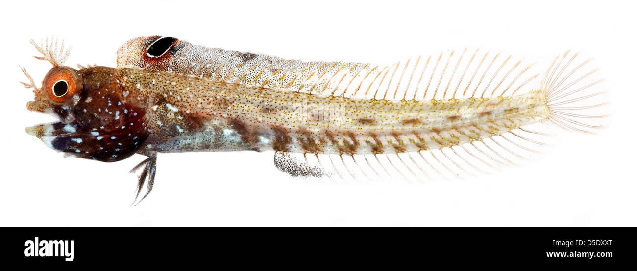 Der Erwachsene männliche Rauhkopf Blenny, Acanthemblemaria aspera, ist auf diesem Smithsonian Exemplar Foto dargestellt. Dieser Fisch ist bekannt für seine charakteristischen, stacheligen Eigenschaften und orange-roten Augen. Er ist in Belize beheimatet und gehört zu den wichtigsten Arten in Meeresbiologie-Studien. Stockfoto