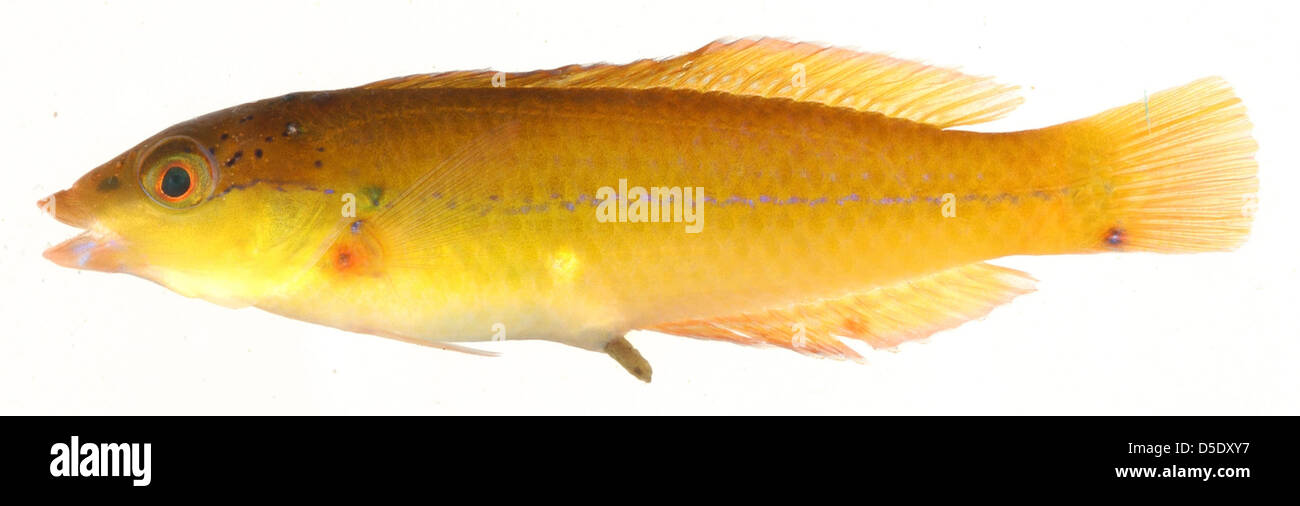 Halichoeres Garnoti, Anfangsphase (Yellowhead Lippfische) Stockfoto