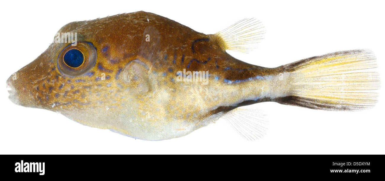 Canthigaster Rostrata (Karibik Sharp-Nase Kugelfisch) Stockfoto