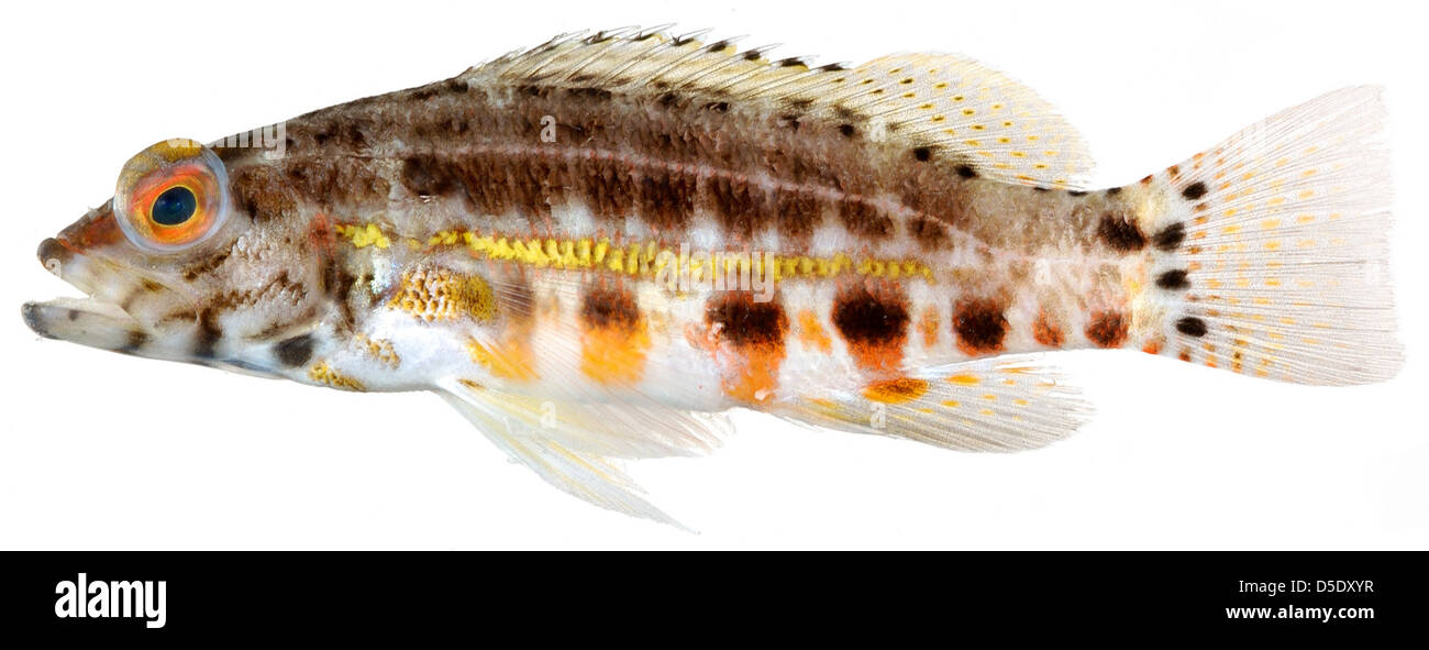 Serranus Baldwini, Erwachsene (Laterne Bass) Stockfoto