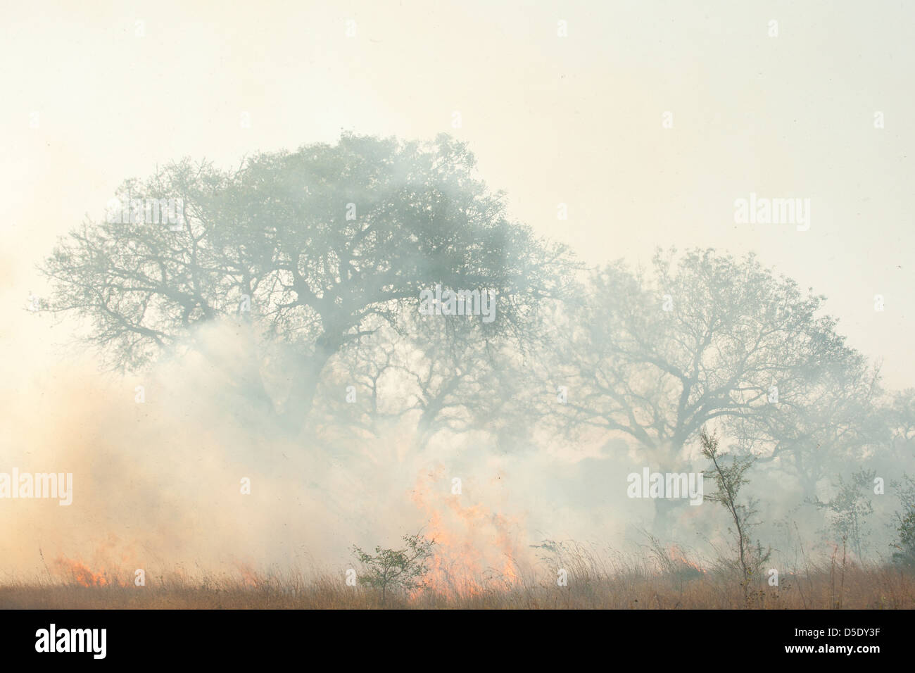 Ein Wald Feuer tobt durch den Rasen und Bäumen produziert Unmengen von Rauch im Krüger Nationalpark Safari Stockfoto