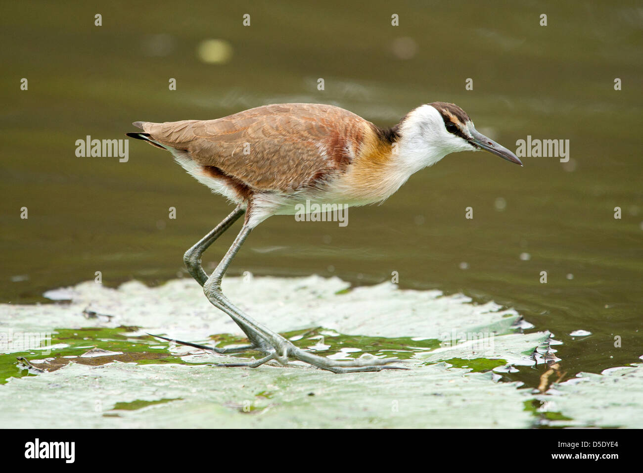 Eine weibliche afrikanische Jacana stehend auf ein Seerosenblatt Stockfoto