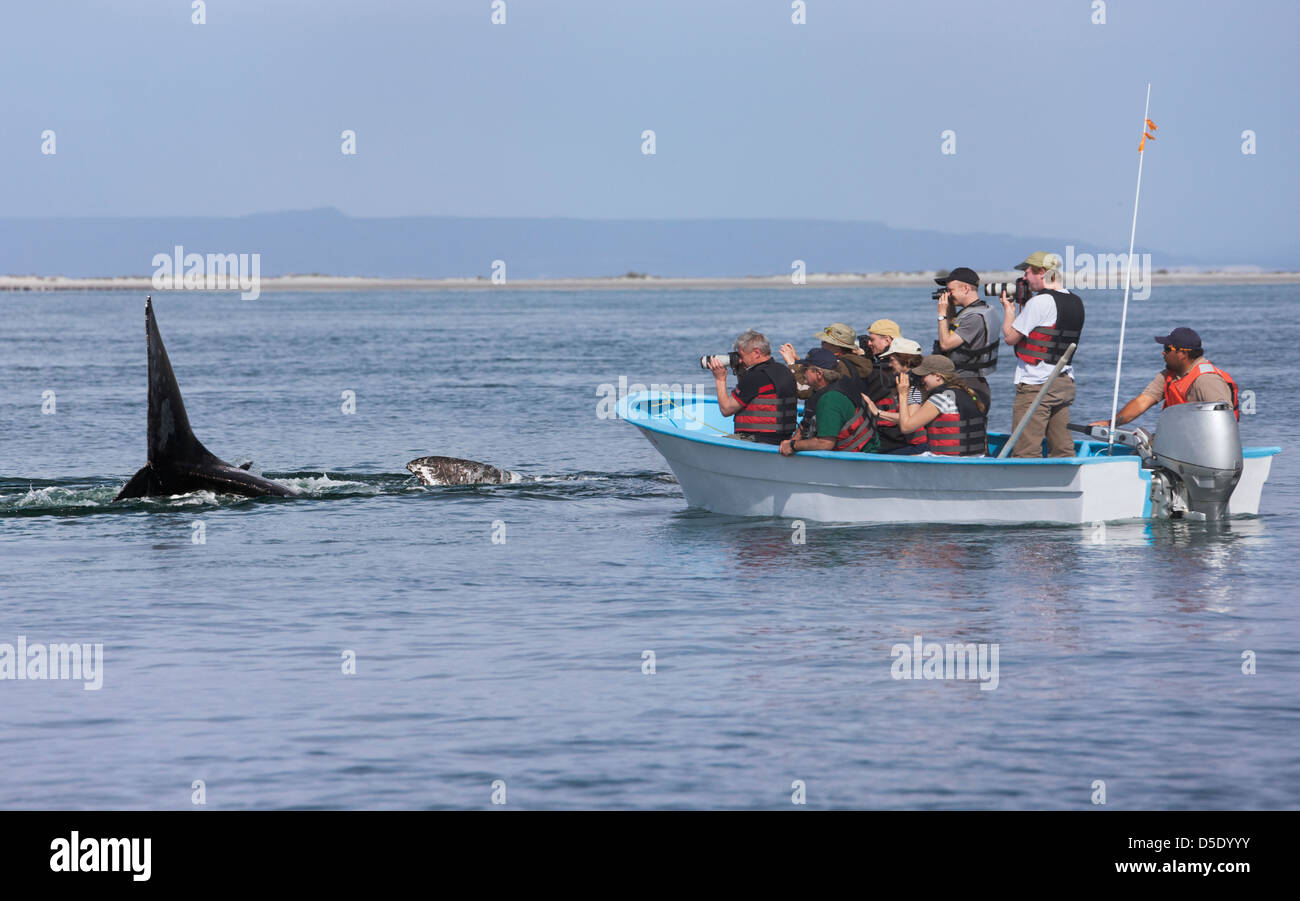 Touristen auf Boot beobachten Grauwal im Meer von Cortez, Baja California, Mexiko Stockfoto